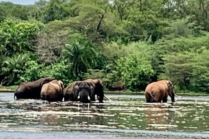 3 Days magical Murchison falls safari - Should you book this private Uganda safari?