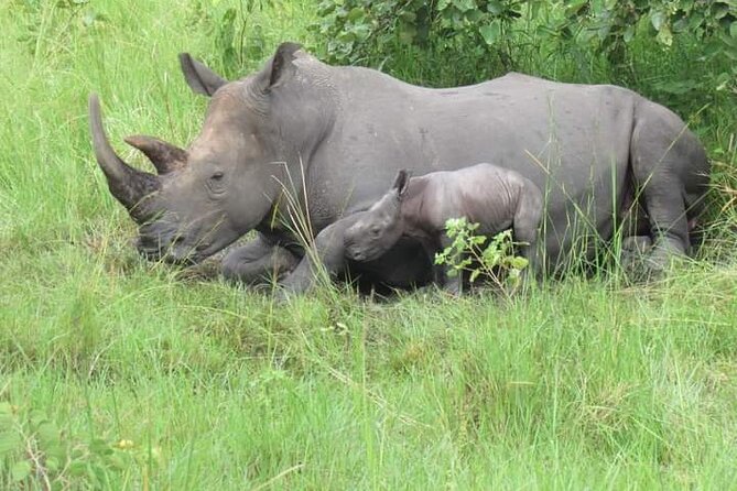 3 Days magical Murchison falls safari - Day 1: Ziwa Rhino Sanctuary before the long drive north