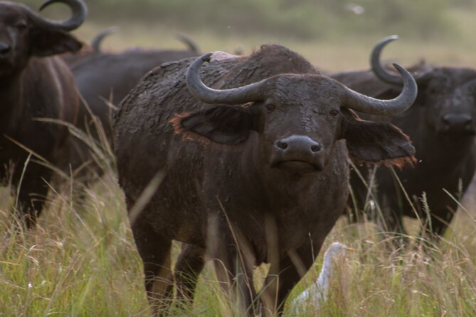 3 Days Murchison Falls Adventure Wildlife Safari Uganda Tour - Murchison Falls, the powerful centerpiece