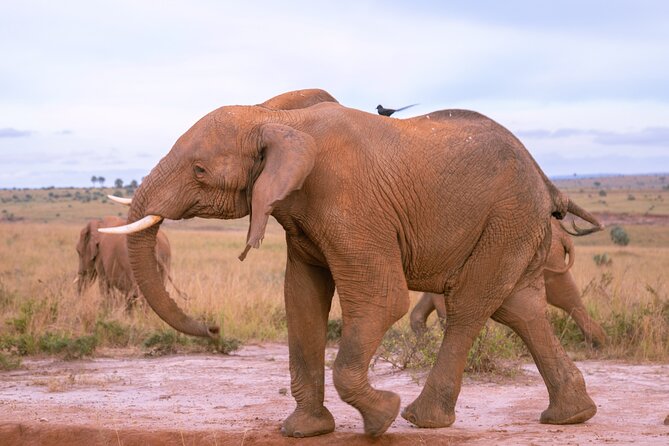 3 Days Murchison Falls Adventure Wildlife Safari Uganda Tour - Day three: the long return to Kampala and Entebbe