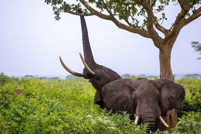 3 Days Murchison Falls Adventure Wildlife Safari Uganda Tour - Food, lodging, and what the price covers