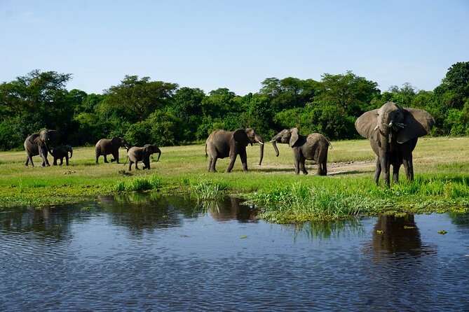 3 Days Murchison Falls Adventure Wildlife Safari Uganda Tour - Day two: wildlife, river life, and the falls