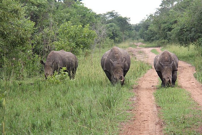 3 days Murchison Falls, Boat cruise and wildlife game viewing - Wildlife: what you may see and what you should not expect