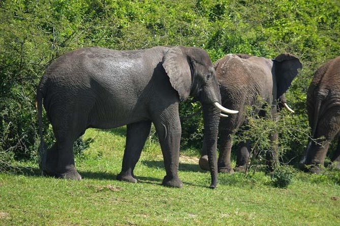 3 days Murchison Falls, Boat cruise and wildlife game viewing - The private format and the guide experience