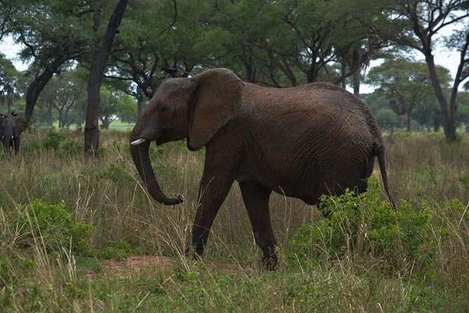 3 days Murchison Falls, Boat cruise and wildlife game viewing - Meals, accommodation, and what to confirm