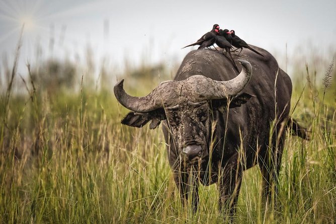 3 Days Murchison Falls Holiday Safari - Starting from Kampala and reaching the safari route