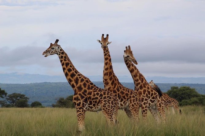 3 Days Murchison Falls Holiday Safari - Murchison Falls National Park game drives