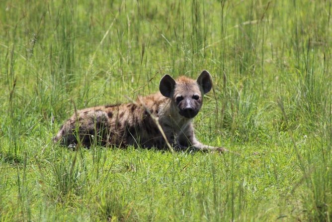 3 Days Murchison Falls Holiday Safari - Ziwa Rhino Sanctuary and the value of a conservation stop