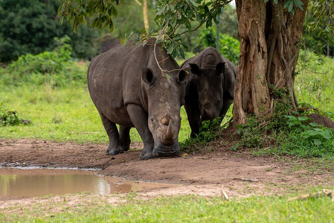 3 Days Murchison Falls National Park Safari & Rhino tracking - Why this Uganda safari works in three days