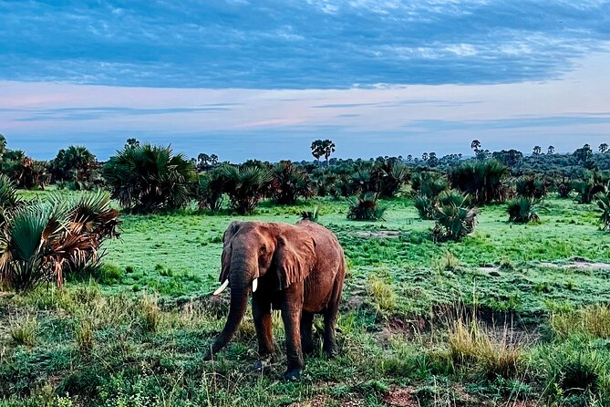 3 Days Murchison Falls National Park Safari & Rhino tracking - What the $990 price includes