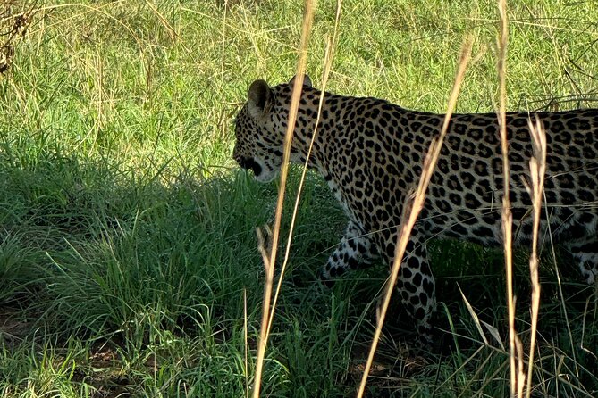 3 Days Murchison Falls National Park Safari & Rhino tracking - Day two: game drive across Murchison Falls