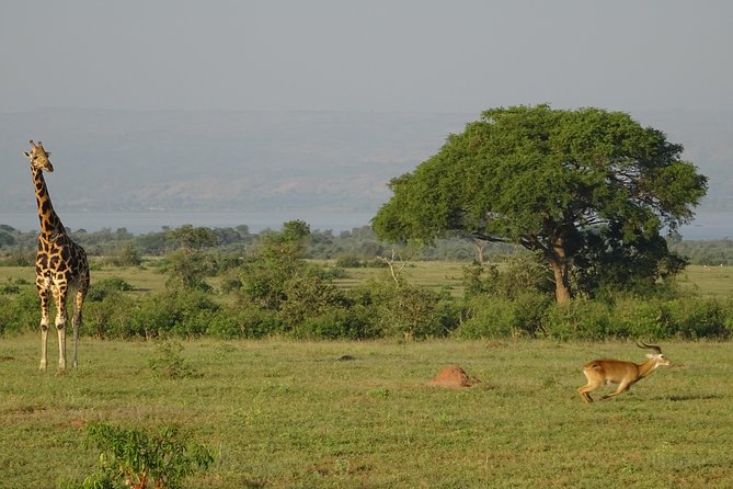 3 Days Murchison falls park Uganda - Key things to know before booking