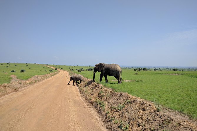3 Days Murchison falls park Uganda - Why this three-day route works