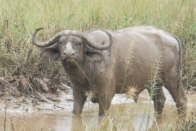 3 Days Murchison falls park Uganda - Day three: the Nile boat cruise and a final look at the park