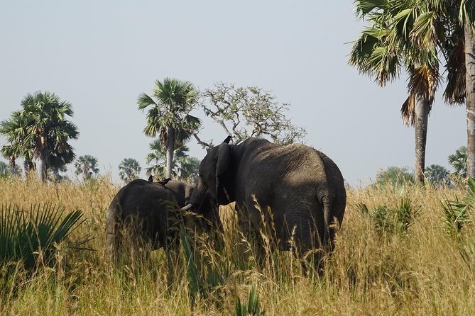 3 Days Murchison falls park Uganda - What the $800 price really includes
