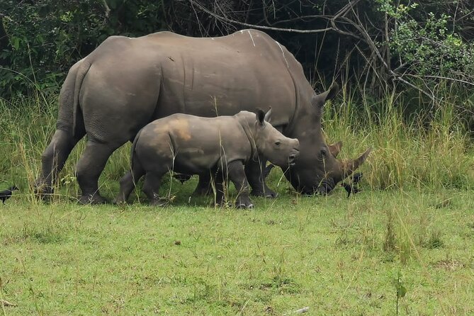 3 Days Murchison falls park Uganda - Who should book this Murchison Falls safari?