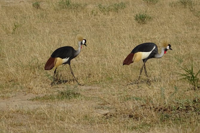 3 Days Murchison falls park Uganda - Should you book it?