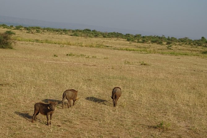 3 Days Murchison falls park Uganda - Day two: game drives and the animals of Murchison Falls