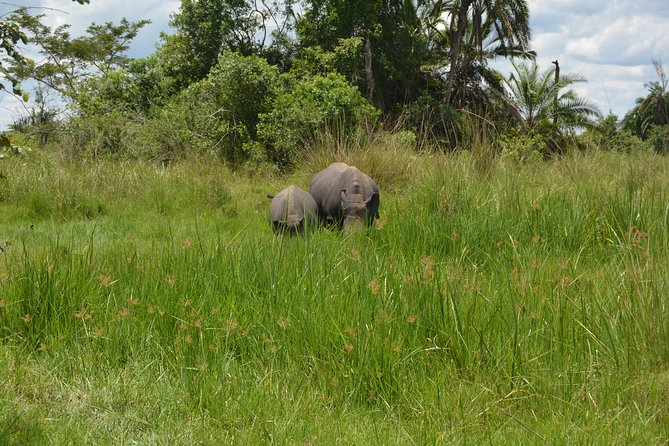3-Days Murchison Falls Vacation Including Big 5 Sighting! - Day 1: From Entebbe to the Nile valley