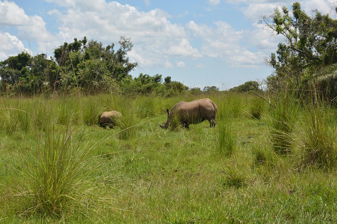 3-Days Murchison Falls Vacation Including Big 5 Sighting! - Day 2: Early wildlife drive in the northern sector