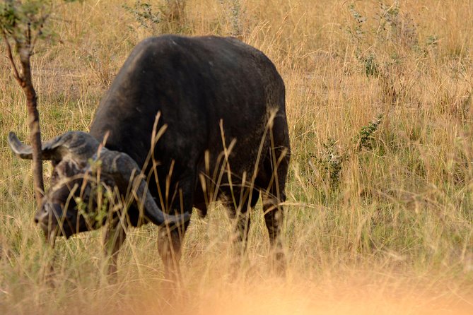3 Days Murchison Falls Wildlife Safari - The trip at a glance
