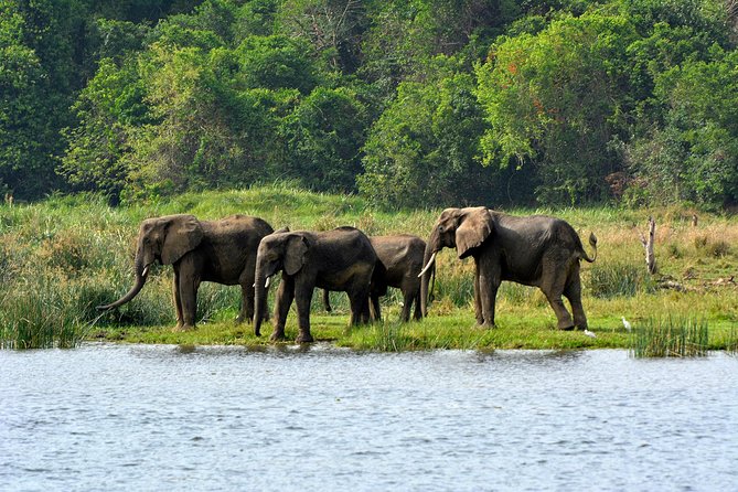 3 Days Murchison Falls Wildlife Safari - From Kampala or Entebbe to the rhinos of Ziwa