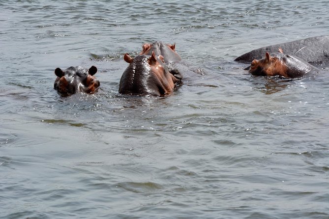 3 Days Murchison Falls Wildlife Safari - Private service and the human side of the trip