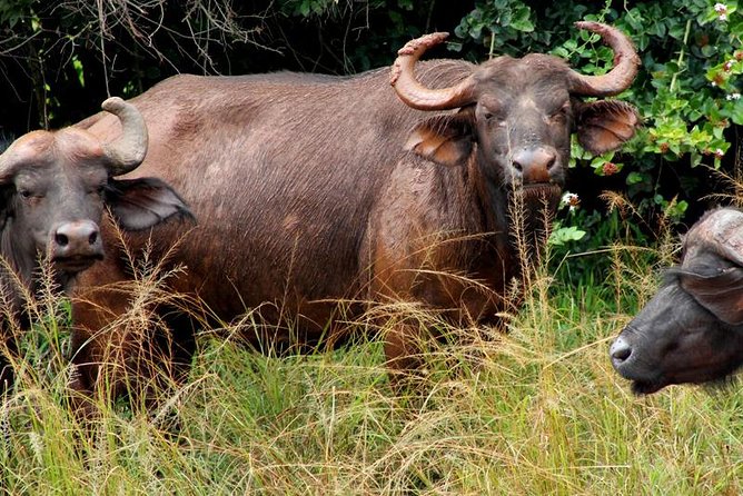 3 Days Murchison Falls Wildlife Safari - Who should book this three-day safari