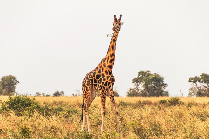 3 Days Private Tour in Murchison Falls National Park - Day one: the long road from Entebbe to the park
