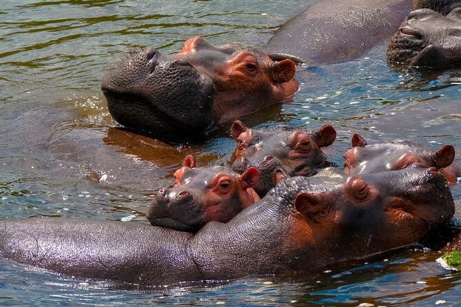 3 Days Private Tour in Murchison Falls National Park - Should you book the three-day Murchison Falls tour?