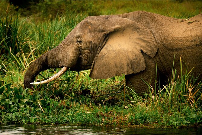 3 Days Private Tour in Murchison Falls National Park - Day two: a game drive and the Nile below the falls