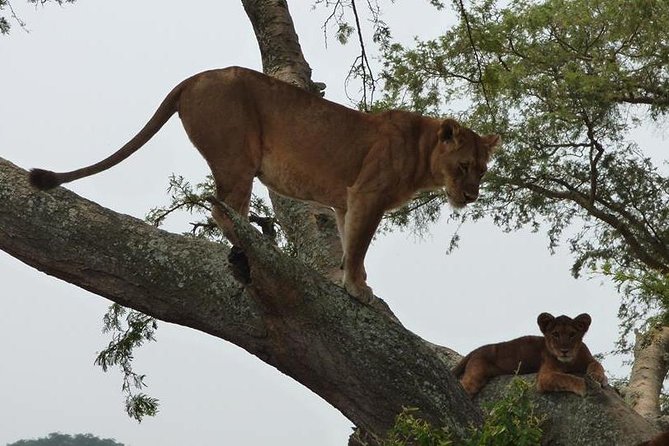 3 days Queen Elizabeth National Park Uganda Safari - What the three days are really like