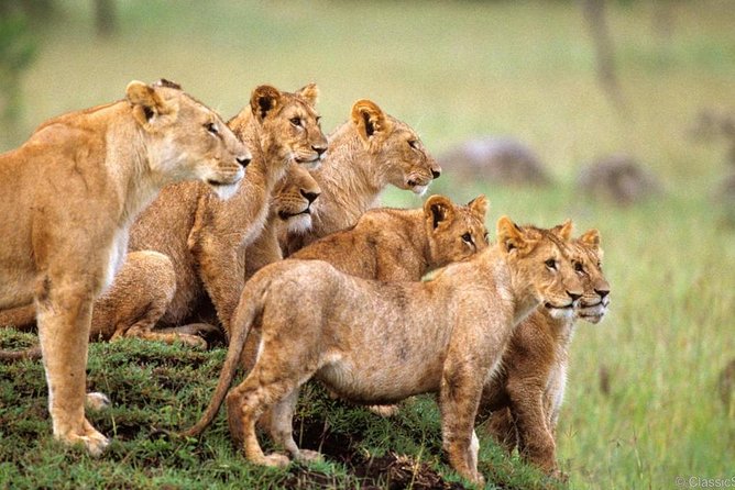 3-Days Safari to Murchison Falls National Park with Rhino Sanctuary hike - Key things to know before booking