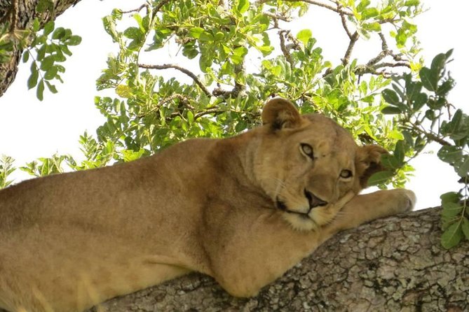 3-Days Safari to Murchison Falls National Park with Rhino Sanctuary hike - Guides, vehicles, and the private-tour advantage