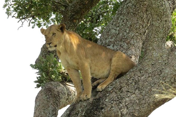3-Days Safari to Murchison Falls National Park with Rhino Sanctuary hike - Who should choose this itinerary