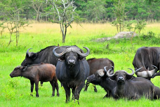 3-Days Safari to Murchison Falls National Park with Rhino Sanctuary hike - Practical booking advice for a smoother safari