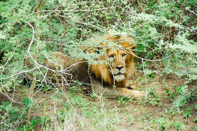3 Days Trip To Murchison Falls - Why three days is a useful Murchison Falls length