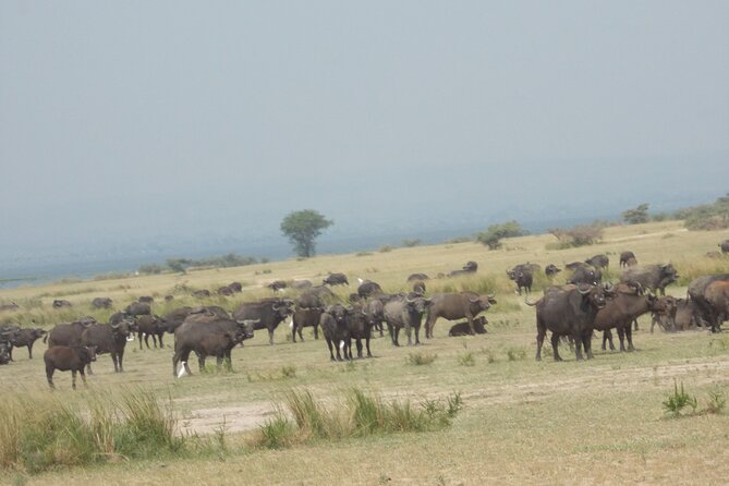3 Days Trip To Murchison Falls - The long road from Kampala to the falls