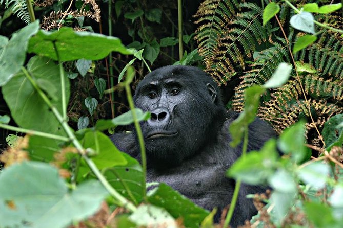 3 days Uganda Gorilla safari tour with relaxation on Lake Bunyonyi - Why this short Uganda trip works