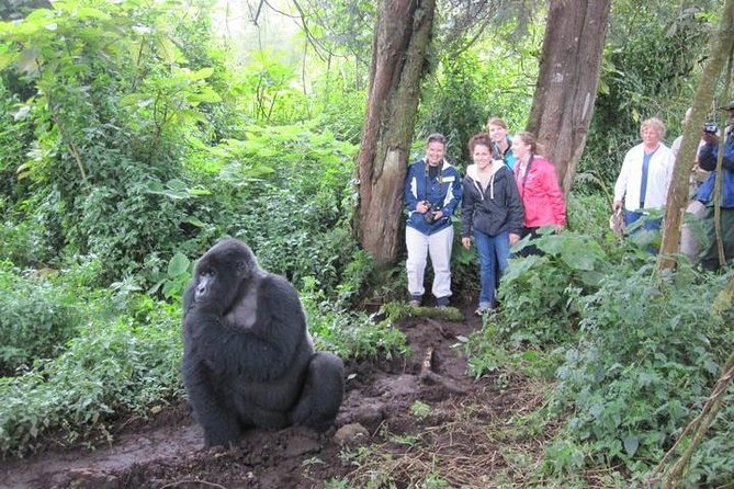 3 days Uganda Gorilla safari tour with relaxation on Lake Bunyonyi - Day 2: A demanding Bwindi gorilla trek