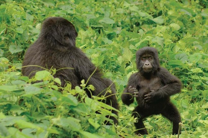 3 days Uganda Gorilla safari tour with relaxation on Lake Bunyonyi - Day 3: Lake Bunyonyi back to Entebbe