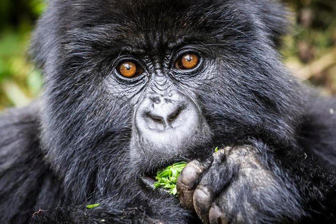 3 days Uganda Gorilla safari tour with relaxation on Lake Bunyonyi - What is included, and what may cost extra