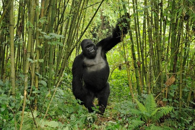 3 days Uganda Gorilla safari tour with relaxation on Lake Bunyonyi - Who should book this three-day safari?