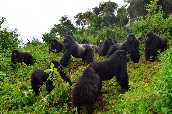 3 days Uganda Gorilla safari tour with relaxation on Lake Bunyonyi - Day 1: Entebbe to Bwindi through Uganda’s southwest