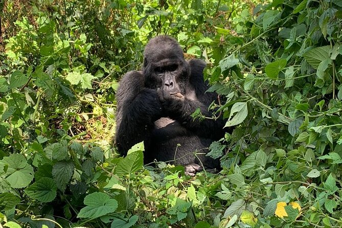 3 Days Uganda Gorilla trek Safari Tour - Why Bwindi is worth the long journey