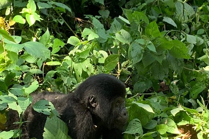 3 Days Uganda Gorilla trek Safari Tour - Day 2: The gorilla trek and one precious hour