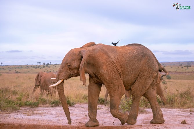 3 Days Wild Tour Queen Elizabeth National Park Safari Uganda - A short look at Kampala, Uganda’s expanding capital