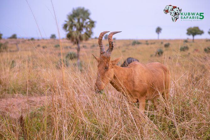3 Days Wild Tour Queen Elizabeth National Park Safari Uganda - Day 2: The long drive to Queen Elizabeth National Park