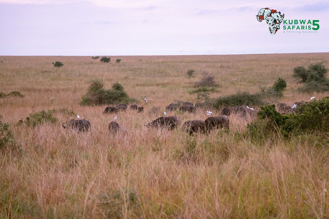 3 Days Wild Tour Queen Elizabeth National Park Safari Uganda - Why Queen Elizabeth National Park works well for a short safari