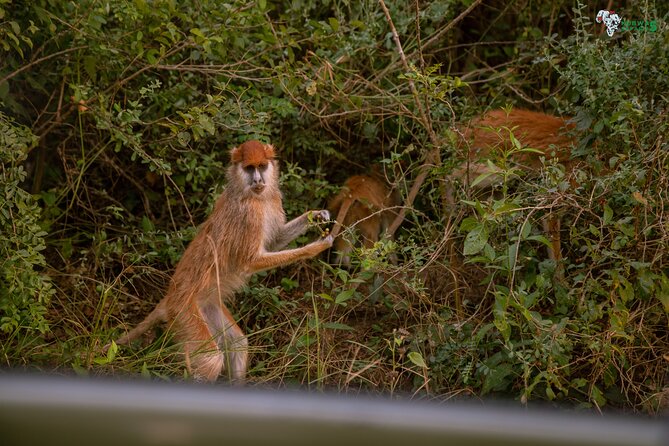 3 Days Wild Tour Queen Elizabeth National Park Safari Uganda - Day 3: Kazinga Channel by boat